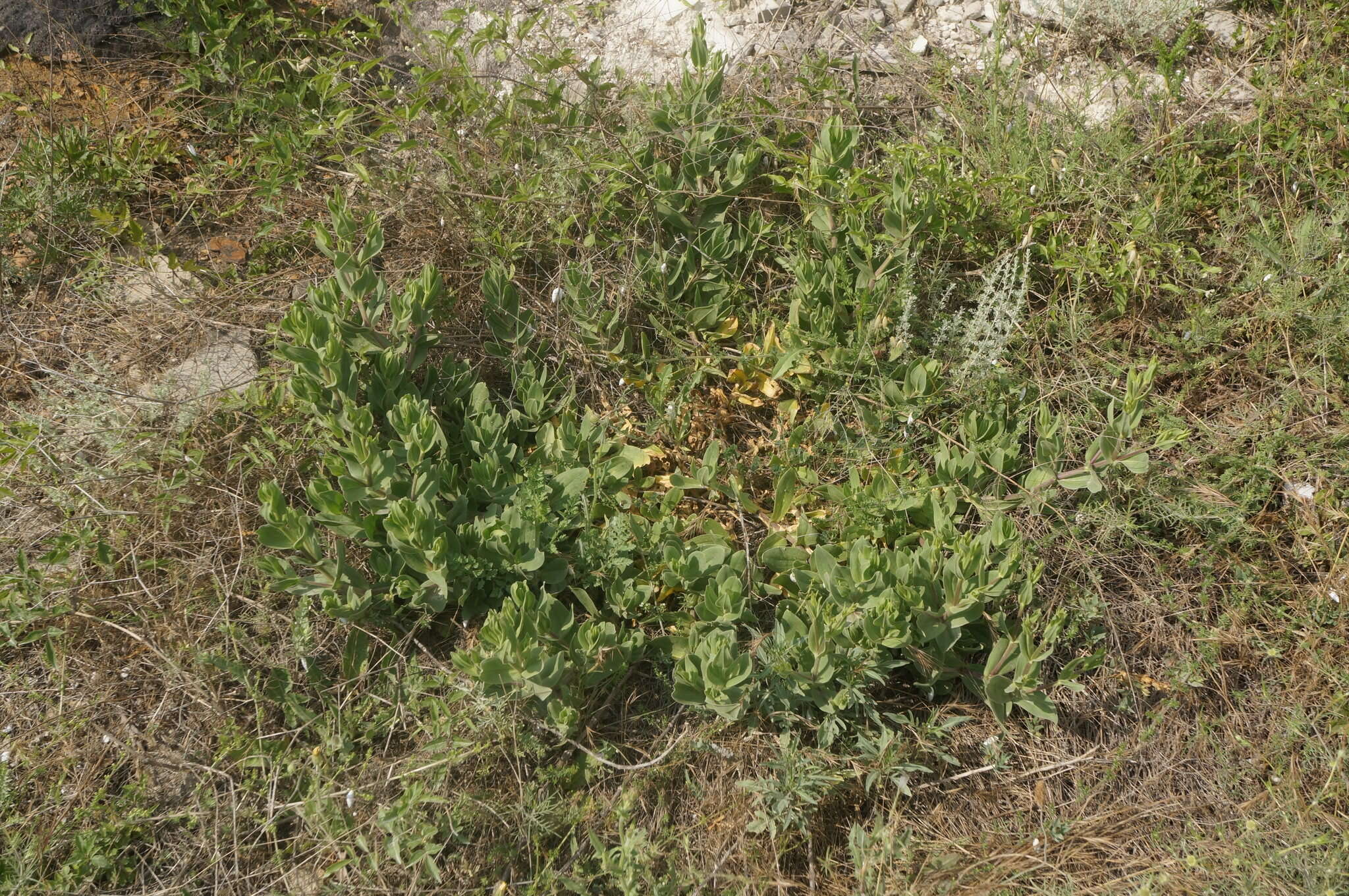 Слика од Gypsophila perfoliata L.