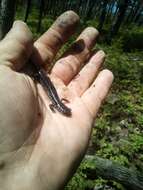 Image of Rich Mountain Salamander