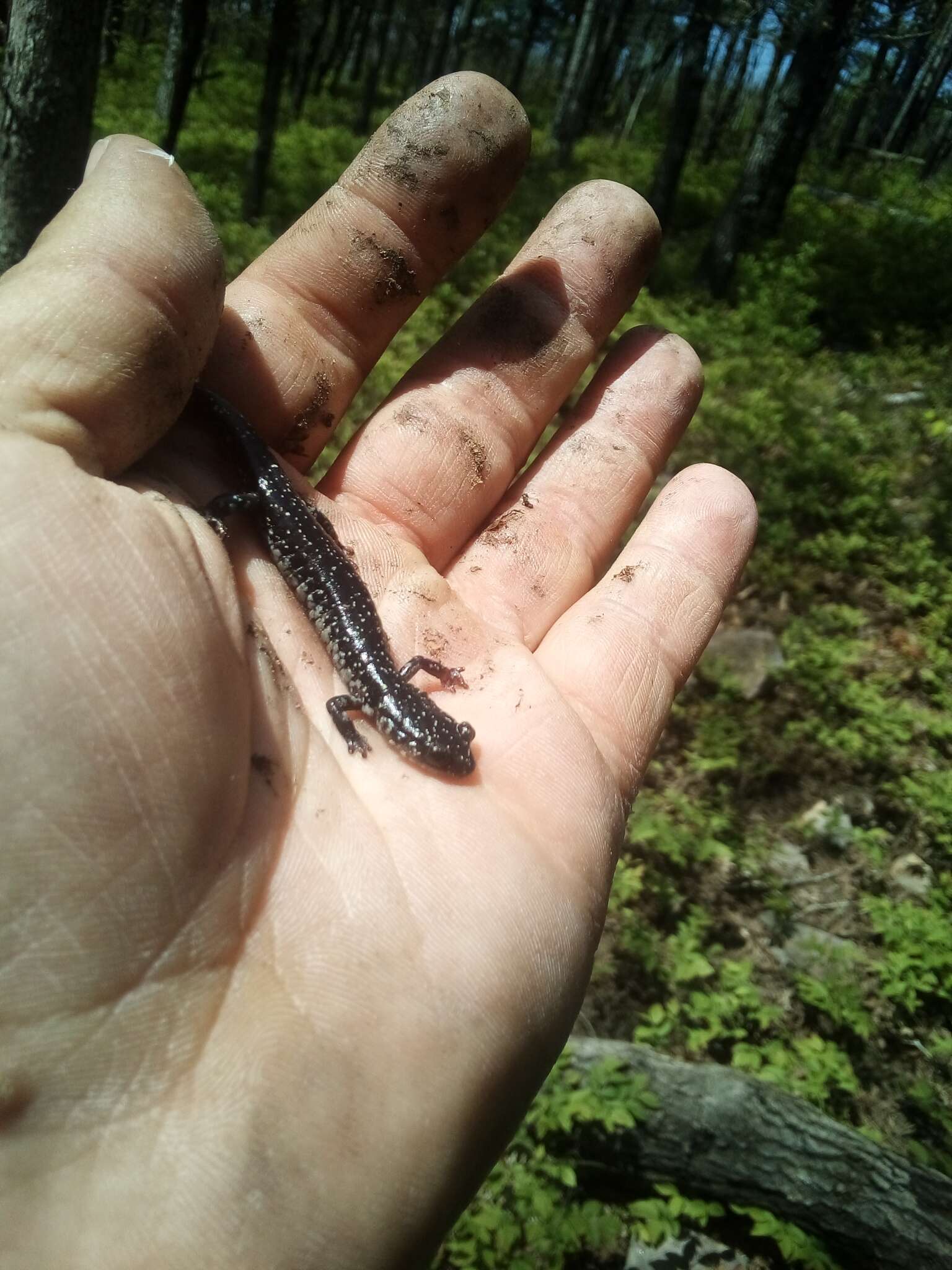 Plancia ëd Plethodon ouachitae Dunn & Heinze 1933