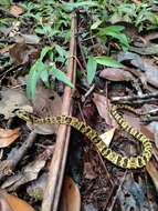 Image of Chocoan Forest Pit Viper