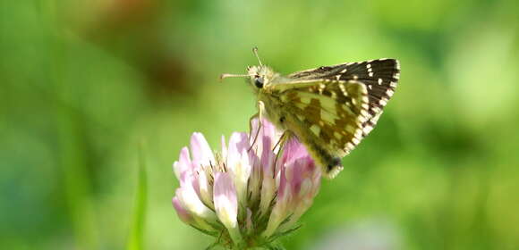 Image of large grizzled skipper