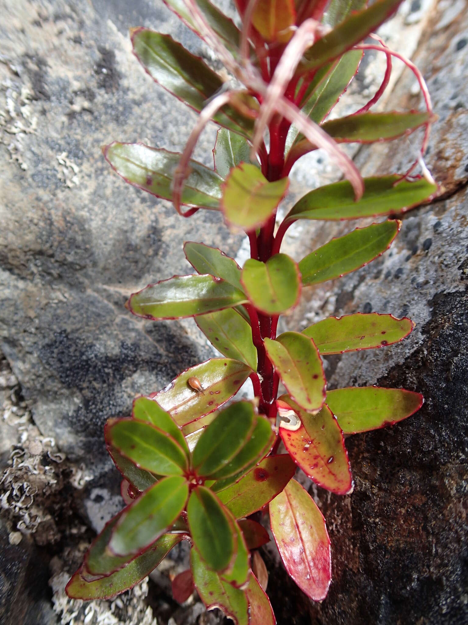 Imagem de Epilobium brevipes Hook. fil.