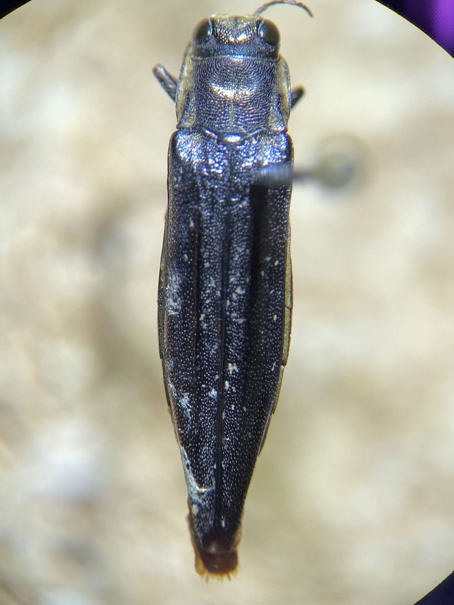 Imagem de Agrilus ferrisi Dury 1908