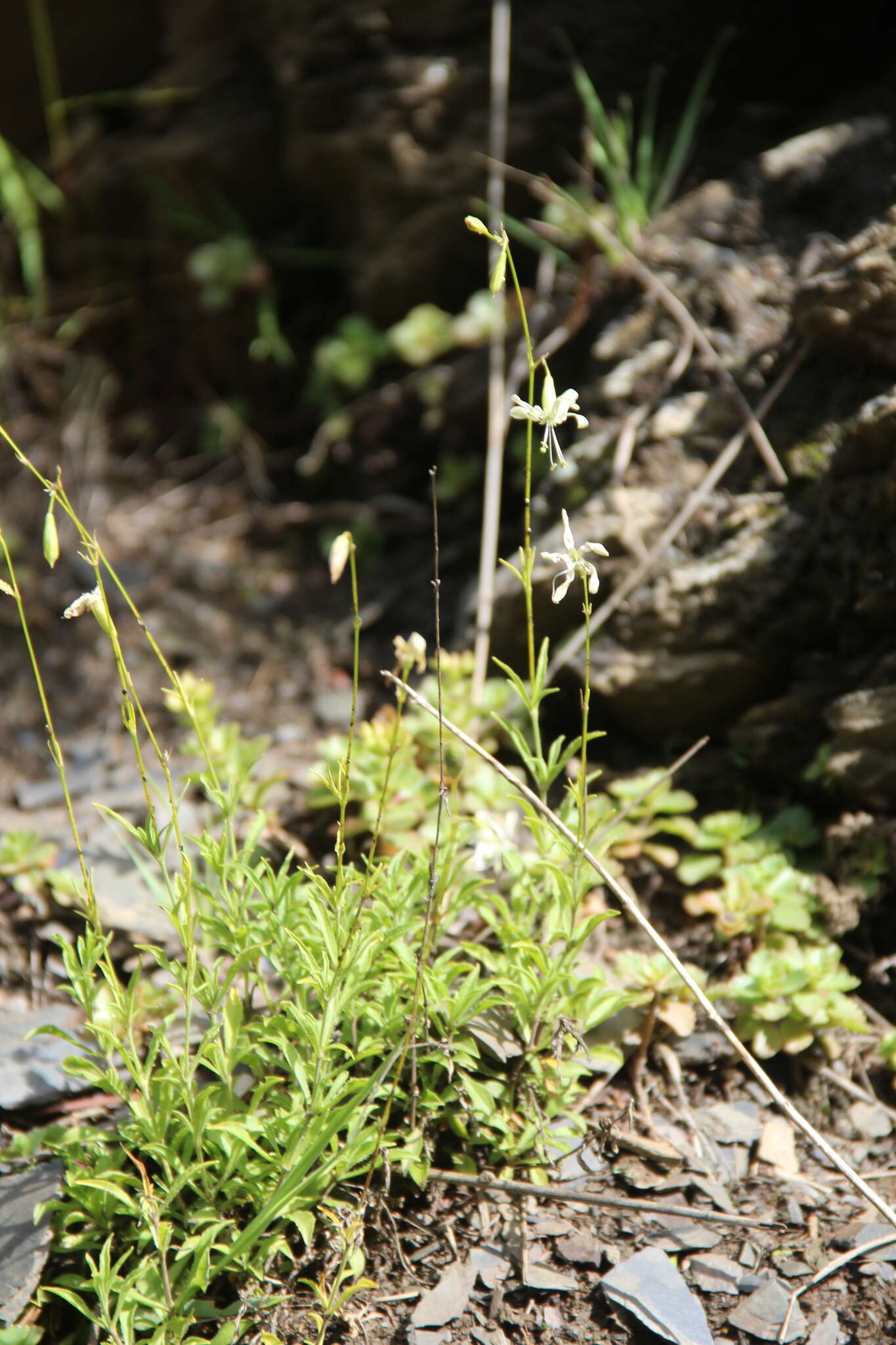 Image de Silene dagestanica Rupr.