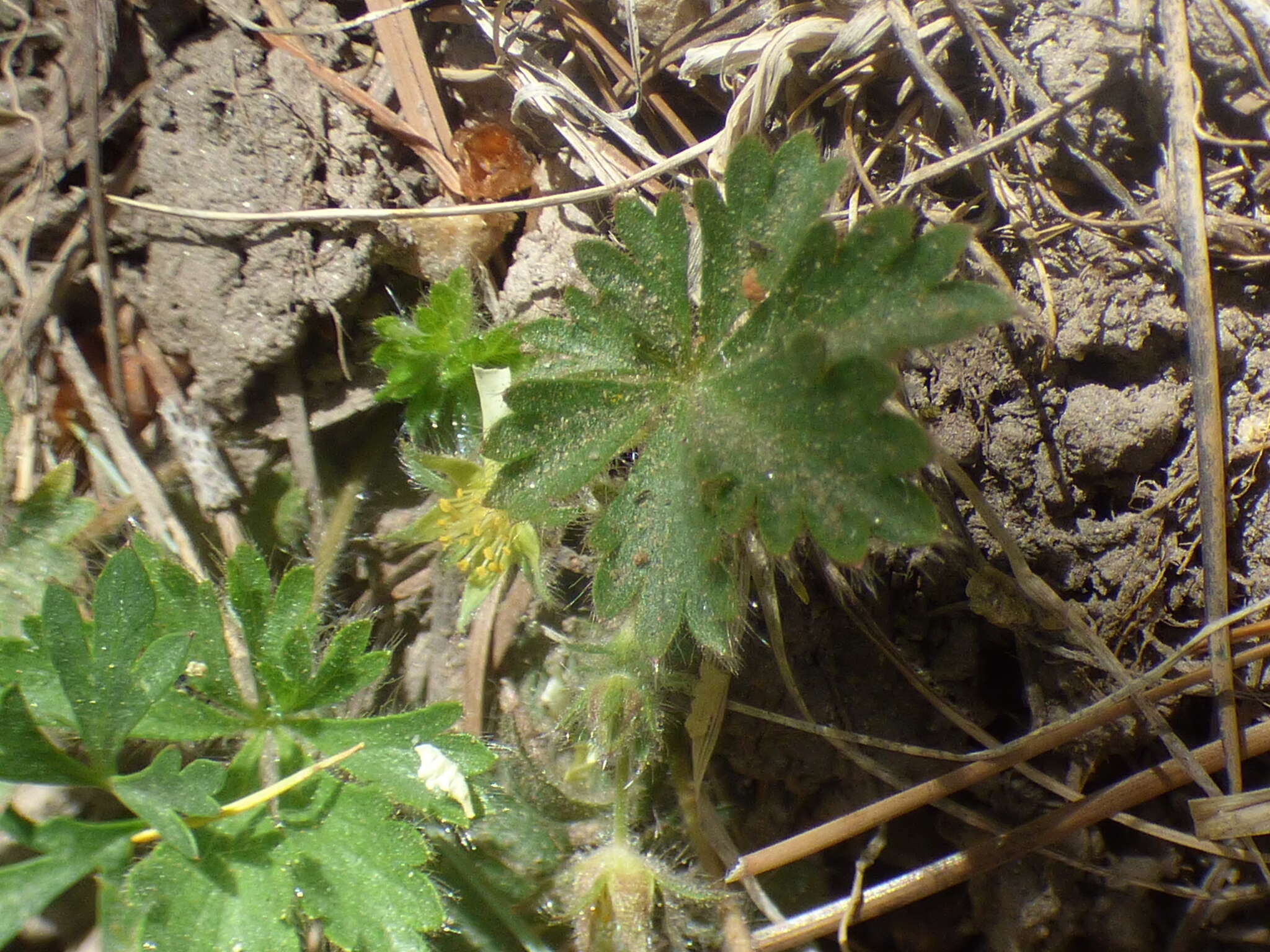 Image of Navajo cinquefoil