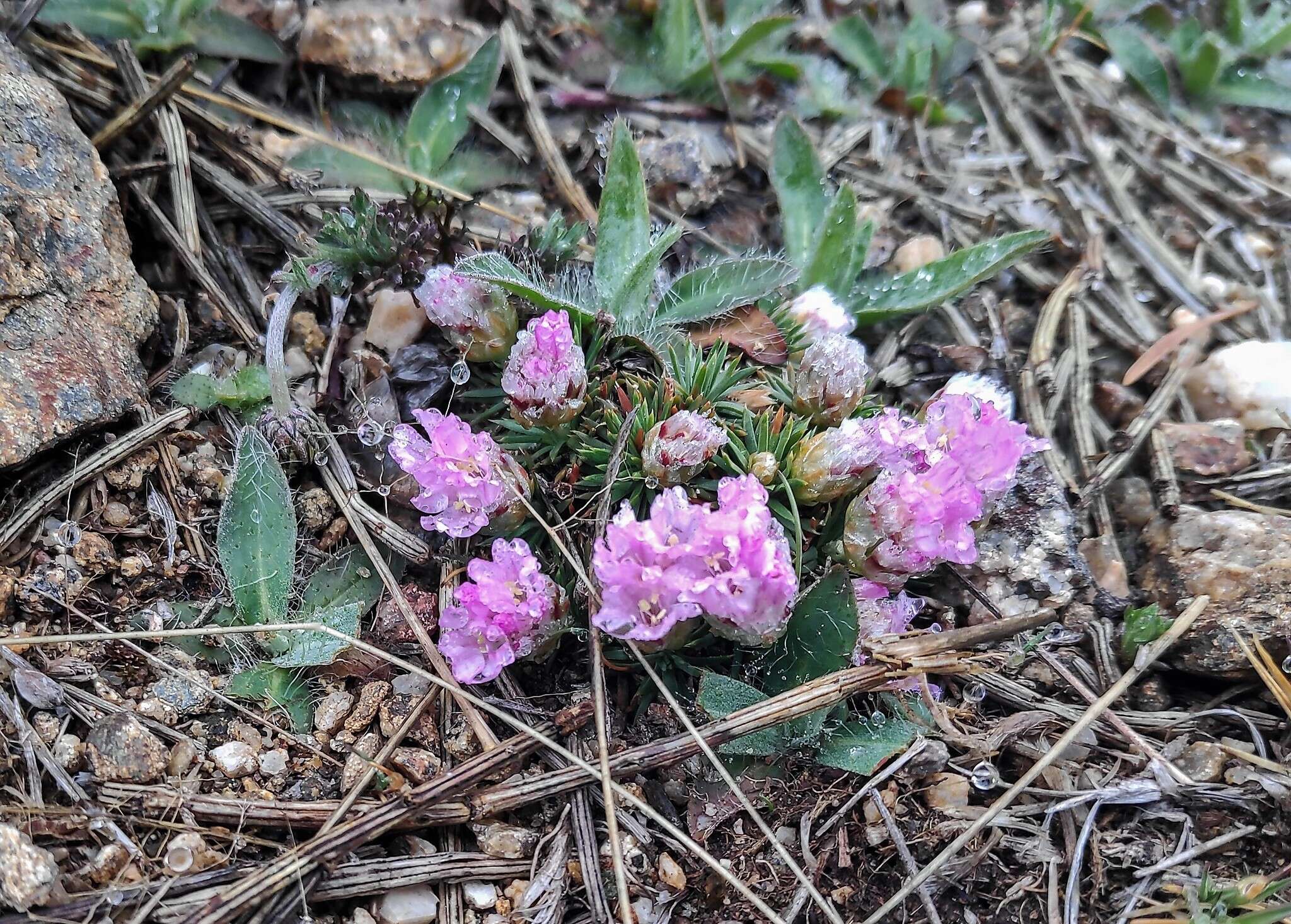 Image of Armeria caespitosa (Ortega) Boiss.