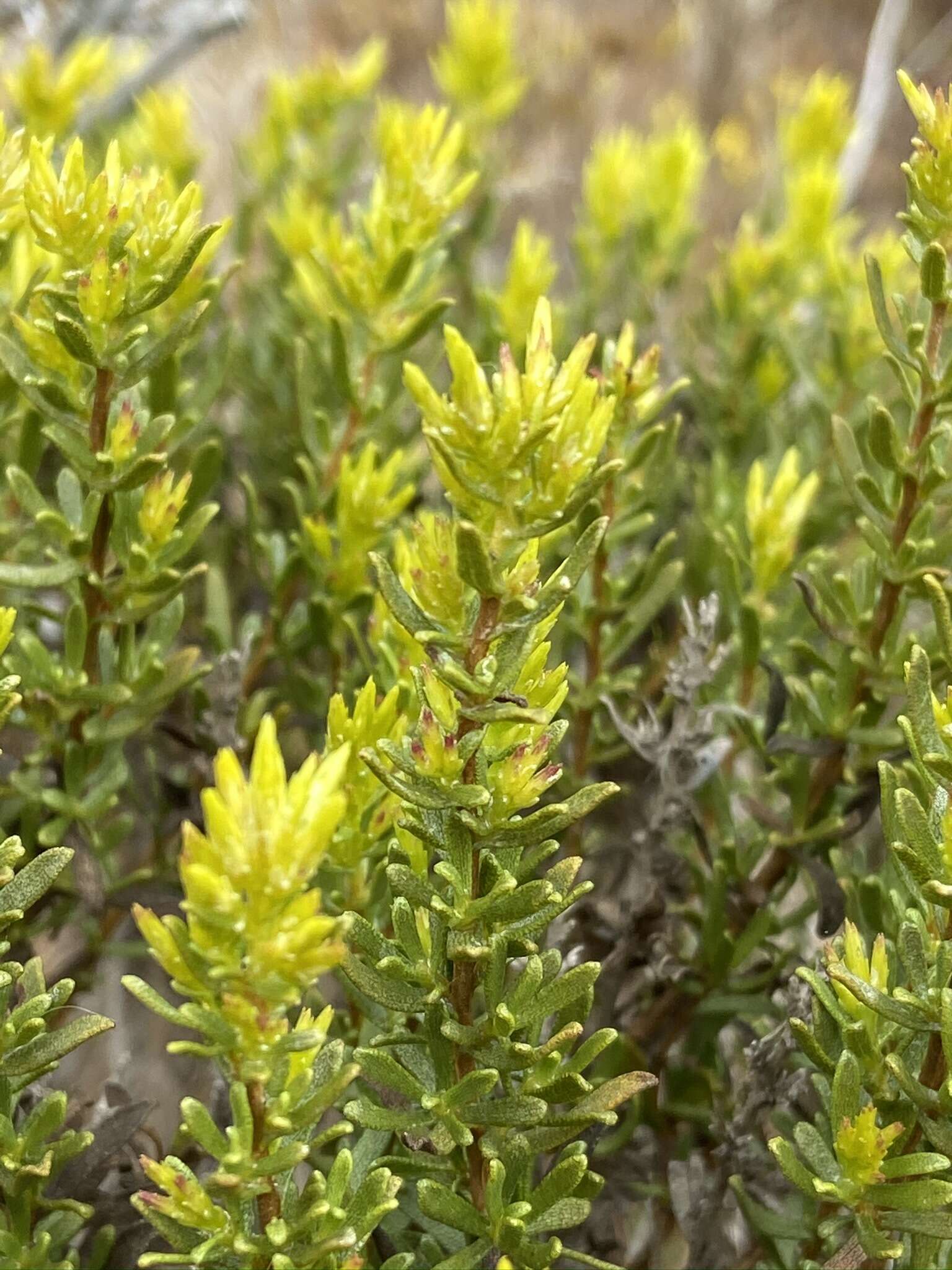 Image of Hazardia ferrisiae (Blake) W. D. Clark