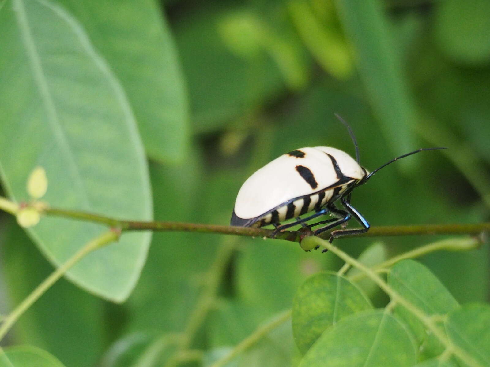 Image of <i>Eucorysses grandis</i>