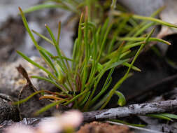 Image of Stylidium uniflorum subsp. uniflorum