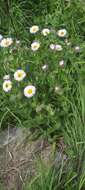 Image of Tall Fleabane