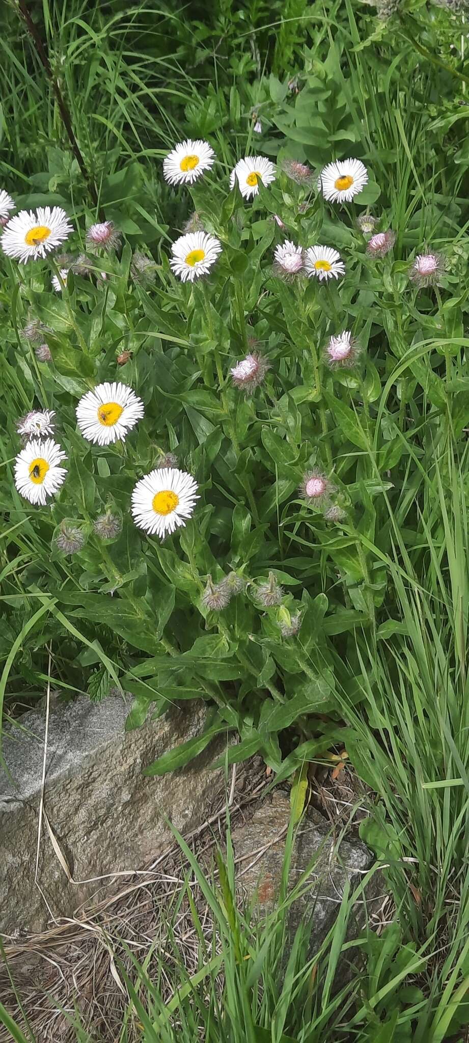 Image of Tall Fleabane