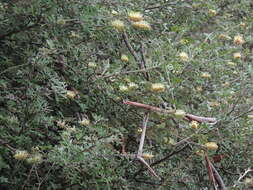 Image of Grevillea willisii R. V. Smith & Mc Gill.