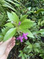 Pseuderanthemum laxiflorum (A. Gray) Hubbard ex L. H. Bailey resmi