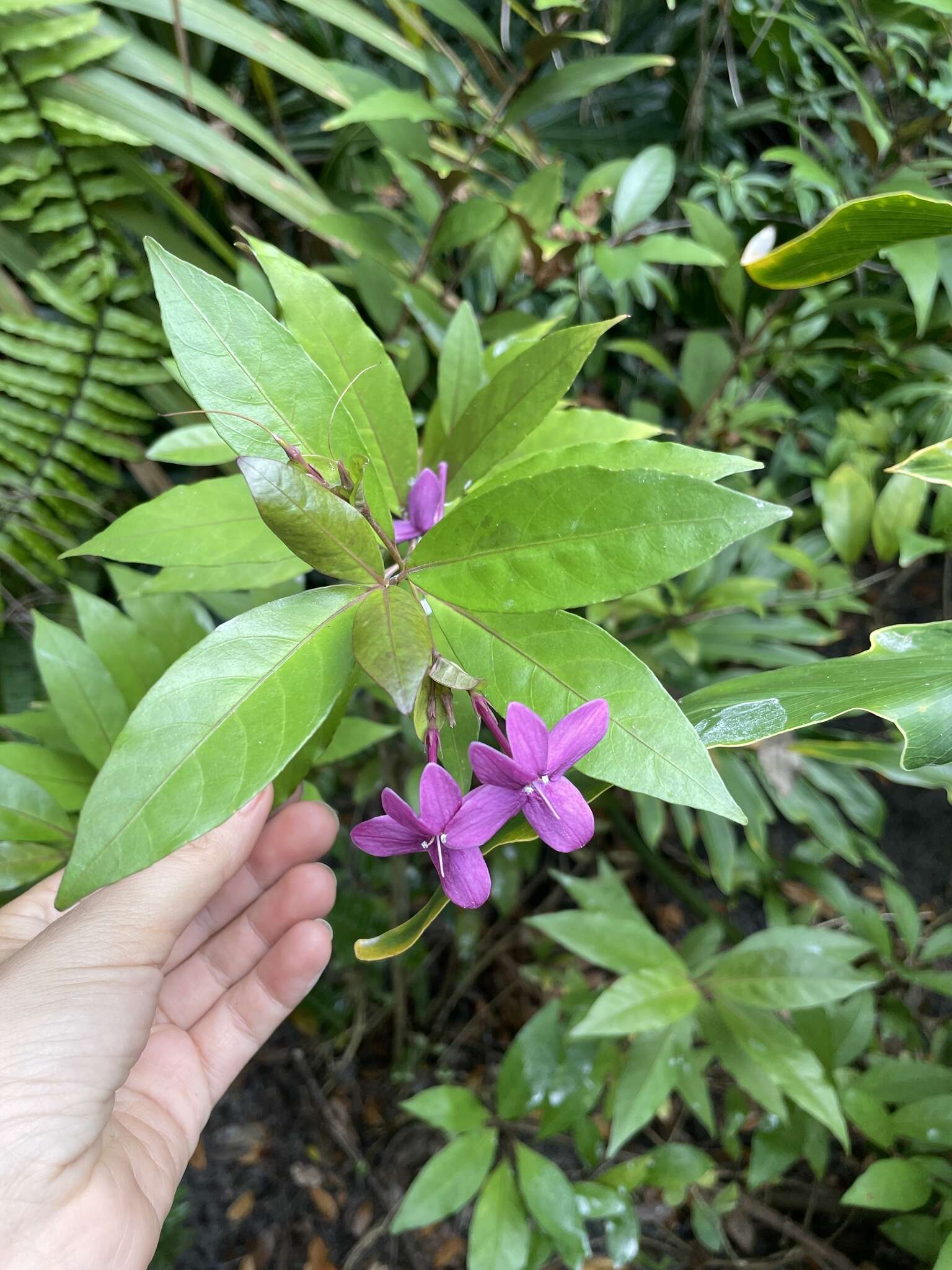 Pseuderanthemum laxiflorum (A. Gray) Hubbard ex L. H. Bailey resmi