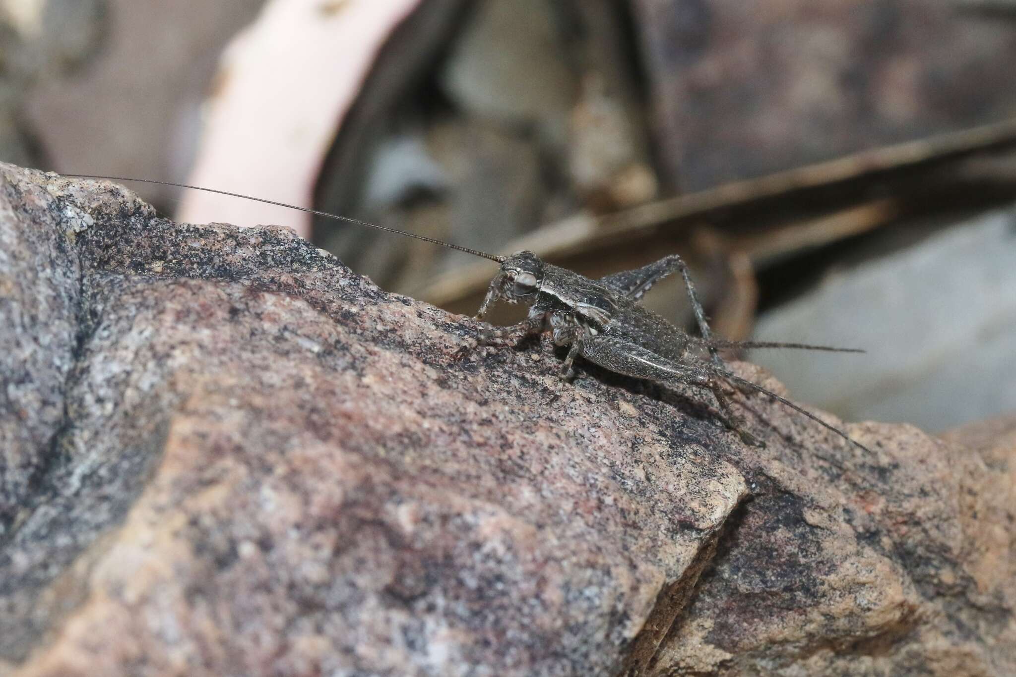 Image of Eurepa marginipennis (White & A. 1841)