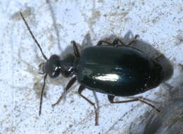 Image of Lebia (Lebia) marginicollis Dejean 1825