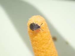 Image of Broom Seed Beetle