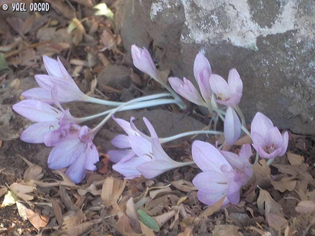 Image of Colchicum feinbruniae K. Perss.