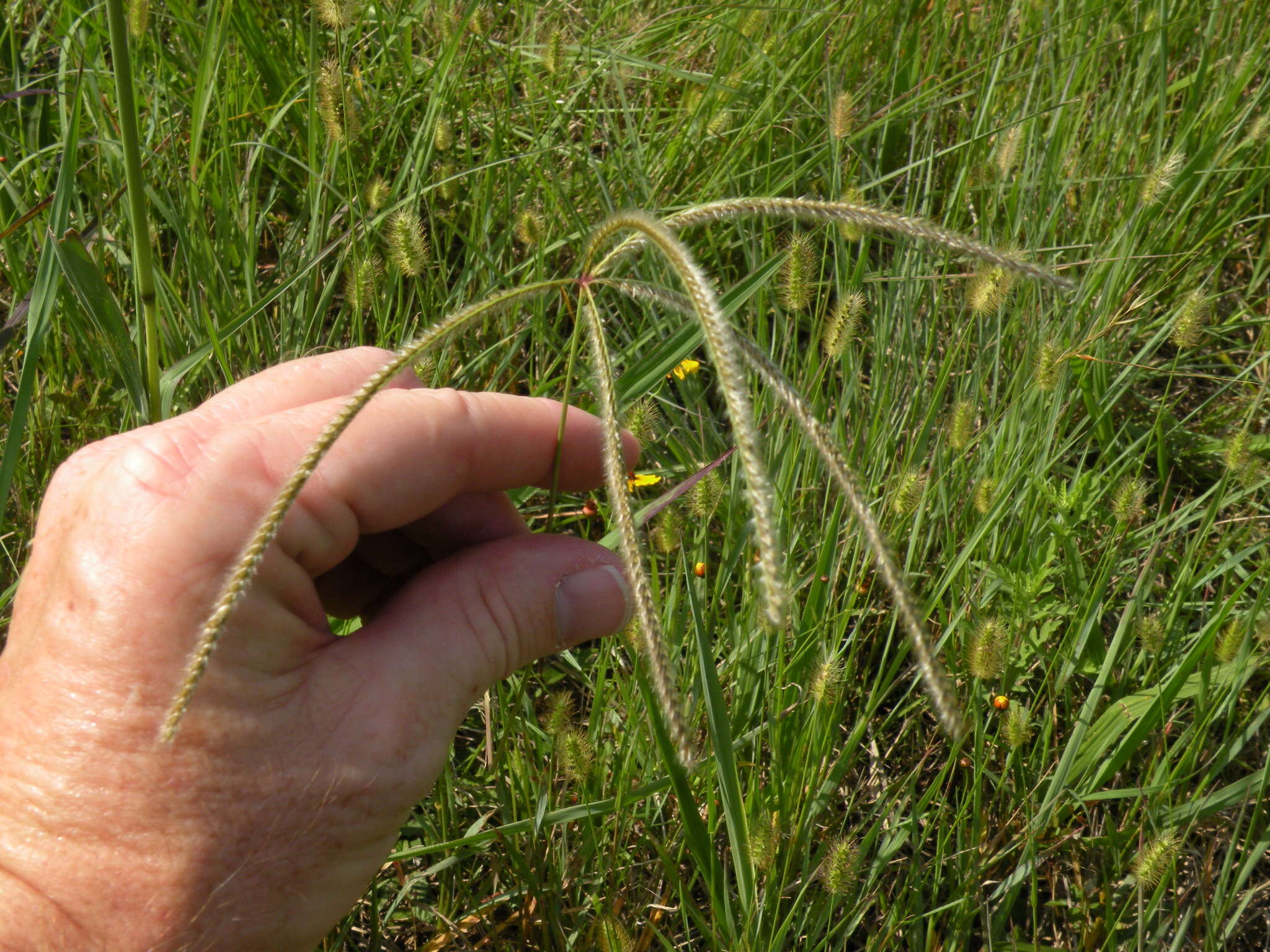 Image of Paraguayan windmill grass