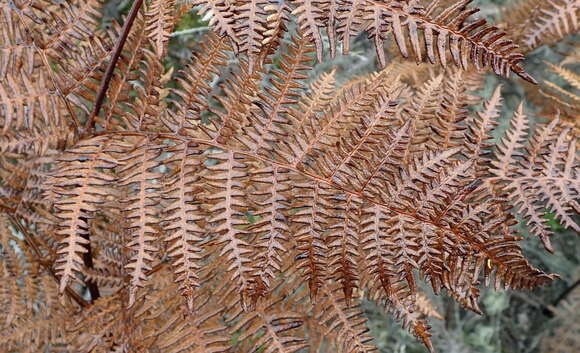 Image of Bracken