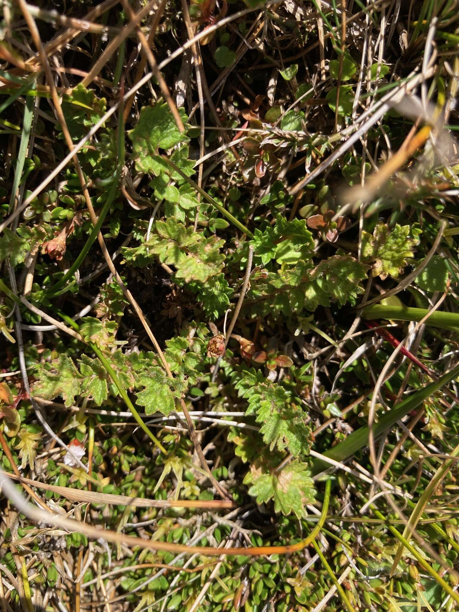 Image of Geum pusillum Petrie