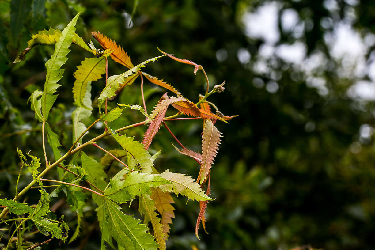 Image of African poison oak