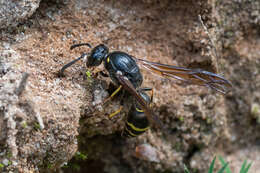 Sivun Symmorphus murarius (Linnaeus 1758) kuva