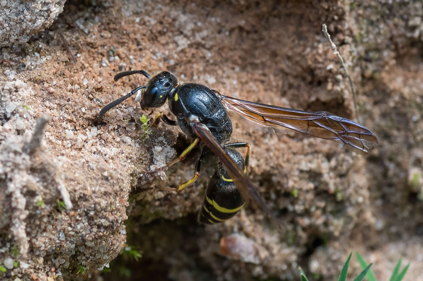 Sivun Symmorphus murarius (Linnaeus 1758) kuva