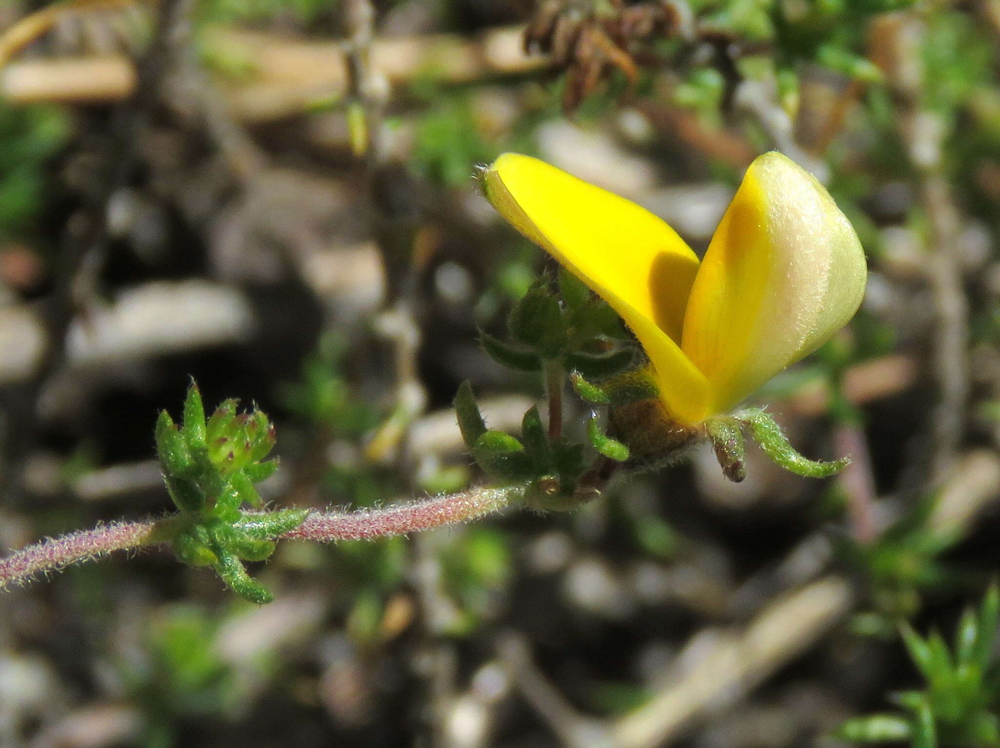 Image of Aspalathus retroflexa subsp. retroflexa