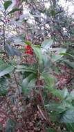 صورة Ardisia cornudentata Mez