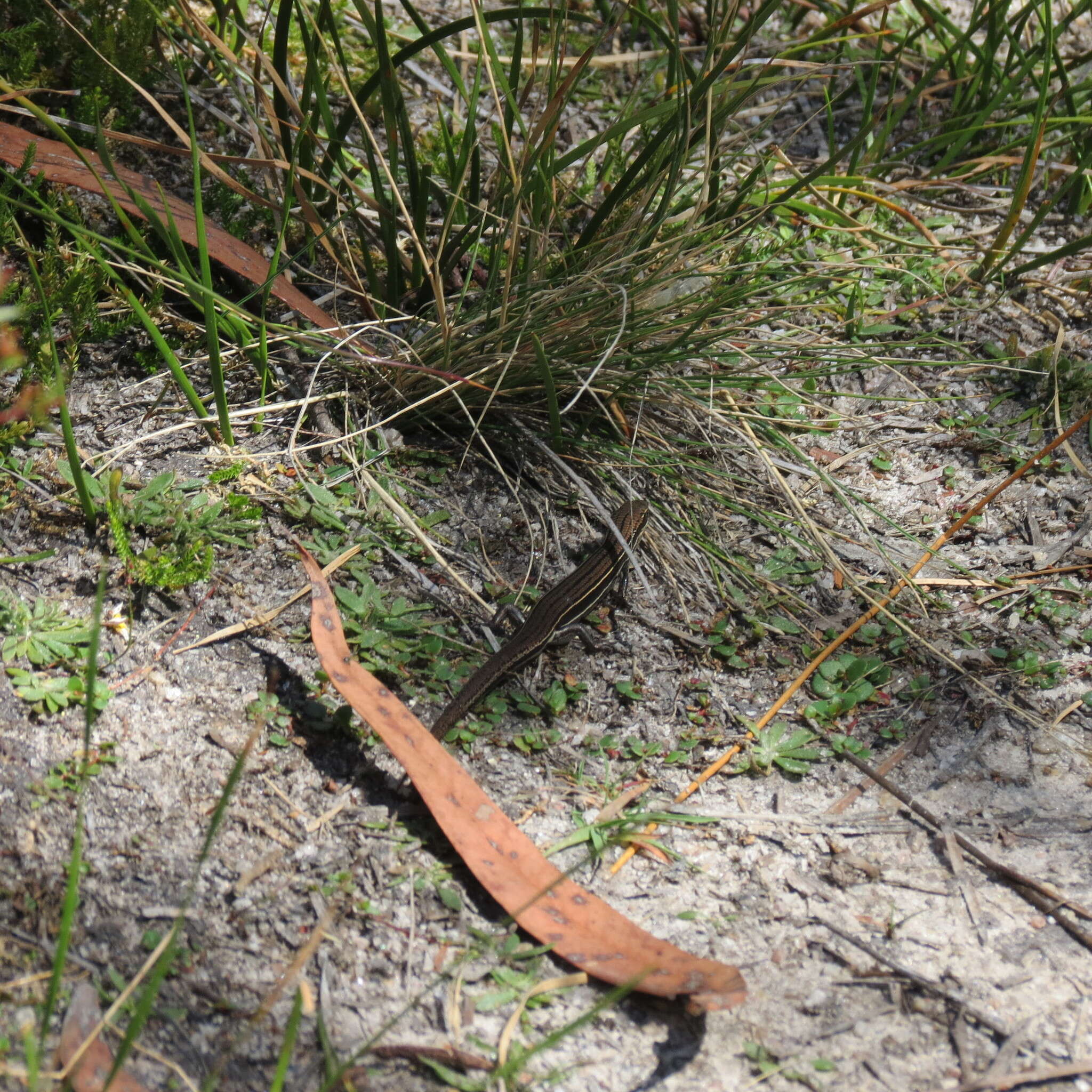 Image of Bold-striped Cool-skink