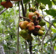 Image of Paullinia jamaicensis Macfad.