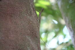 Image of Black-barbed Flying Dragon