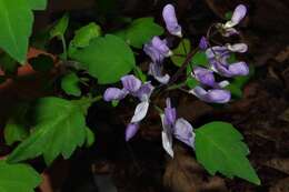 Image de Plectranthus saccatus Benth.