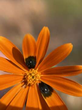 Image of beetle daisy