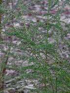 Image of Ozothamnus diosmifolius (Vent.) DC.