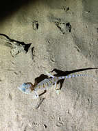 Image of Middle Eastern Short-fingered Gecko