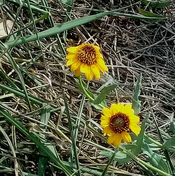 Image of alkali sunflower