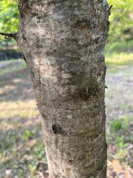 Image of Japanese Rowan