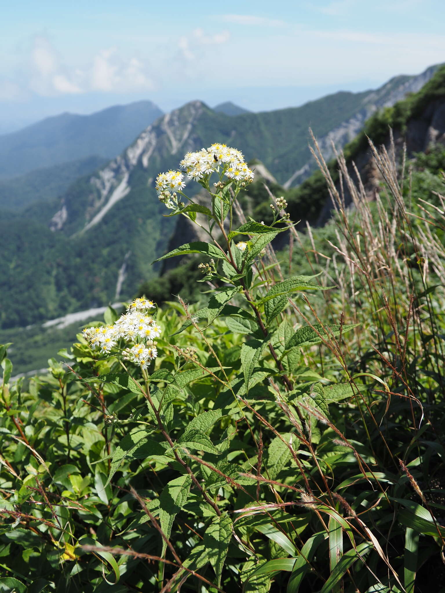 Image of Aster glehnii