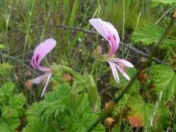 Image of Pelargonium greytonense J. J. A. Van der Walt