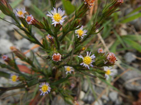 Image of <i>Symphyotrichum <i>subulatum</i></i> var. subulatum