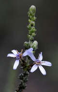 Olearia lanuginosa (J. H. Willis) N. A. Wakefield resmi