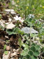 Image of Androsace erecta Maxim.