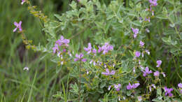 Image of Syncolostemon elliottii (Baker) D. F. Otieno