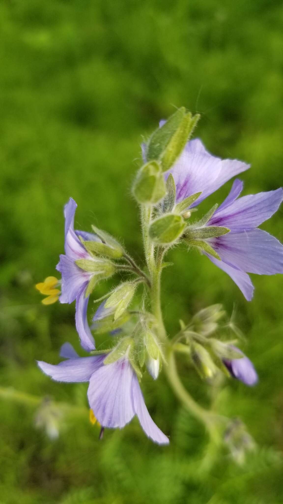 Слика од Polemonium acutiflorum Willd. ex Roem. & Schult.