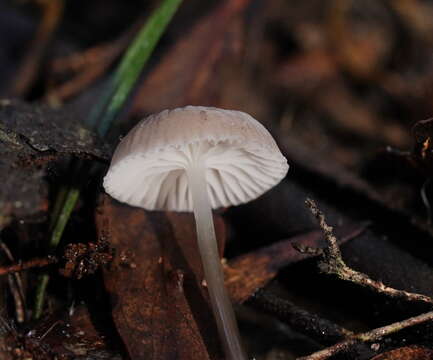 Image of Mycena mijoi Grgur. 2003