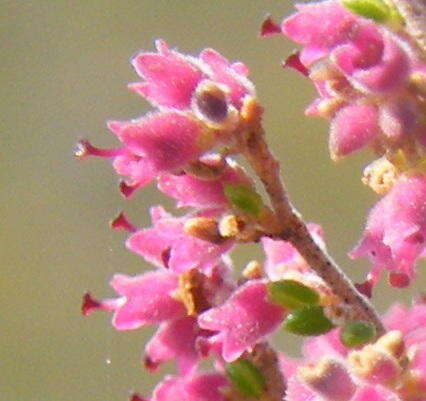 Image of Erica puberuliflora E. G. H. Oliver