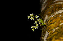 Dendrobium nanum Hook. fil. resmi