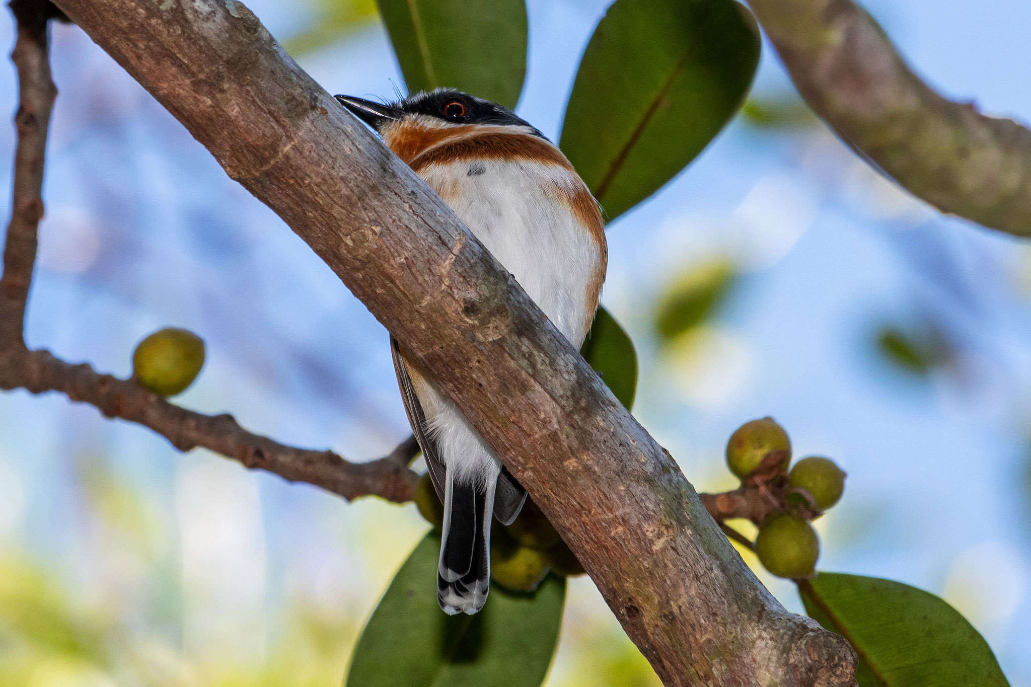 صورة Batis capensis (Linnaeus 1766)